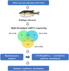 Integrated analysis of microRNA expression profiles in Takifugu obscurus kidney following Vibrio harveyi challenge