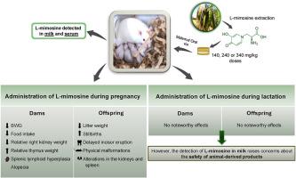 Gestational or lactational exposure to L-mimosine in rats: maternal toxicity, fetal growth retardation, and compromised skeletal development