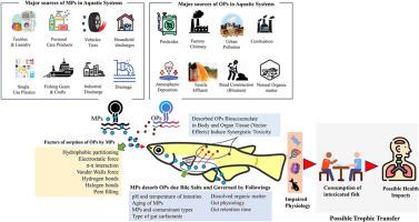 Vector effects of microplastics on organic pollutants: sorption-desorption and bioaccumulation kinetics