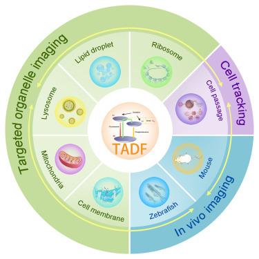 Enhancing biological imaging with high-performance probes based on thermally activated delayed fluorescence