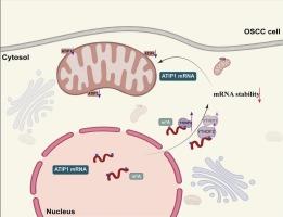 YTHDF2 drives oral squamous cell carcinoma progression via m6A-dependent degradation of MTUS1/ATIP1 mRNA and mitochondrial dysregulation