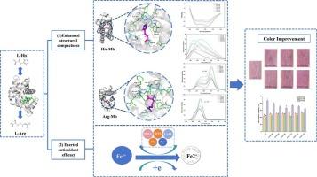 Dual enhancement of pork color stability: Antioxidant activity and myoglobin structural compactness mediated by L-histidine/L-arginine