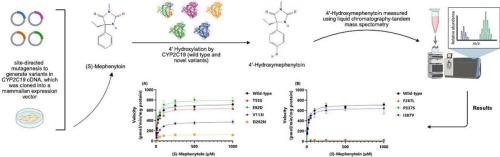 Evaluation of the functional impact of rare CYP2C19 missense variants identified in understudied Populations: An Integrated in silico and in vitro analysis