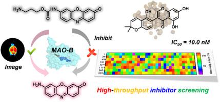 Rational design of MAO-B-activated fluorescent probe for activity evaluation and its biomedical applications