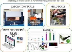 Monitoring of arsenic uptake in Pteris vittata using short-wave infrared spectroscopy during multi-scale field trial