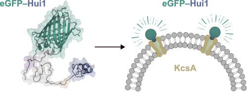 Targeting prokaryotic ion channel by a chimera of fluorescent protein and artificial peptide toxin