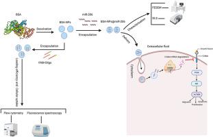 miR-206-loaded albumin nanoparticles suppress ovarian cancer cells by inhibiting c-met oncogenic pathway