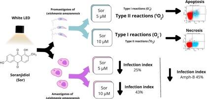 Photoinactivation of Leishmania amazonensis by Soranjidiol and white LED: Unraveling photodynamic and cell death mechanisms