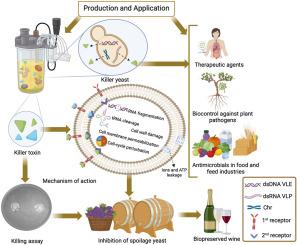 Killer yeast in winemaking: A comprehensive review