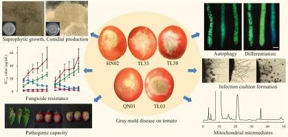Fungicide-enhanced differentiation and multidrug resistance of Botrytis cinerea on greenhouse tomato