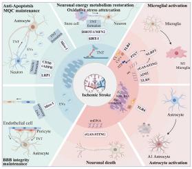 Role of mitochondria transmission in ischemic stroke: Friend or foe?