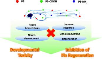 Developmental toxicity of functionalized polystyrene microplastics and their inhibitory effects on fin regeneration in zebrafish