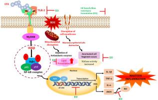 Inhibitory effect of an ethnoveterinary oil and water formulation on LTA-induced mastitis via TLR2/NF-κB signaling in mammary epithelial cells