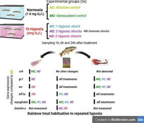 Response of rainbow trout mucosal tissues under repeated hypoxia episodes