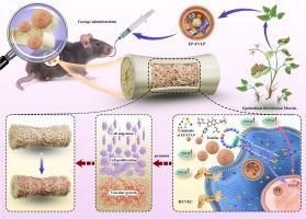 Epimedium brevicornu Maxim.-derived extracellular vesicle-like particles stimulate VEGF-mediated angiogenesis to alleviate postmenopausal osteoporosis