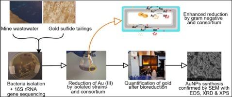 Performance evaluation of gold (III) bio-reduction by bacterial strains and a consortium isolated from gold mine effluent