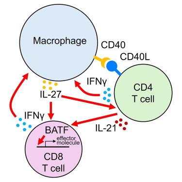 An interleukin-27-centered cytokine circuit regulates macrophage and T cell interactions in autoimmune diabetes
