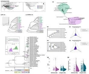 Hybridization and incomplete lineage sorting characterize the evolutionary history of two East Asian clades of Stewartia (Theaceae)