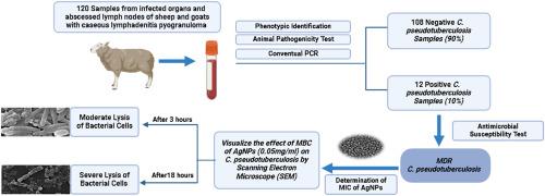 Antibacterial activity of silver nanoparticles against MDR Corynebacterium pseudotuberculosis isolated from caseous lymphadenitis cases