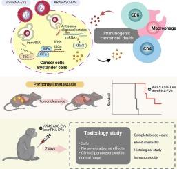 Safety and efficacy of KRAS antisense oligonucleotides and RIG-I agonists delivered by extracellular vesicles for pancreatic cancer peritoneal metastasis treatment