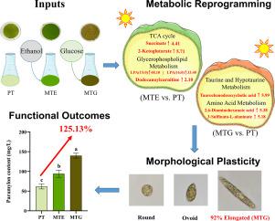 Metabolic reprogramming driven by specific carbon sources modulates morphological plasticity and enhances high-value metabolite accumulation in mixotrophic Euglena gracilis
