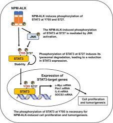 The critical role of the phosphorylation of STAT3 at Y705 in ALCL-associated NPM-ALK-induced transforming activity