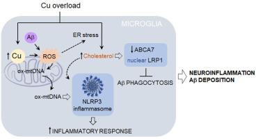 Copper overload worsens the inflammatory response of microglia to amyloid beta (Aβ) by impairing phagocytosis and promoting mitochondrial DNA-mediated NLRP3 inflammasome activation