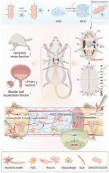 Electroacupuncture at Huatuo-Jiaji acupoints combined with conductive hydrogel synergistically improves bladder and motor functions after spinal cord injury
