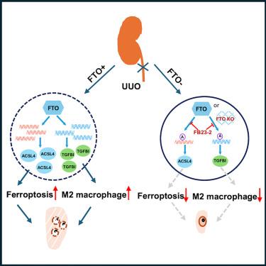 FTO inhibition attenuates renal fibrosis by downregulating ferroptosis activator ACSL4 and profibrotic factor TGFBI