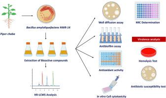 HR-LCMS profiling, in vitro and in silico assessment of the antibacterial activities of endophytic Bacillus amyloliquefaciens NWR-14 from Piper chaba W. Hunter