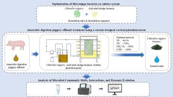 The establishment of a microalgae-bacteria co-culture system for real anaerobic digestion piggery effluent treatment