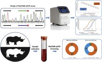 Advancing disease surveillance in rhinoceroses: A multiplex real-time PCR assay for detecting Theileria bicornis and Babesia bicornis