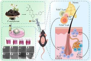 Tetrahydroxy stilbene glucoside promotes hair regeneration by inducing Th22 cell differentiation