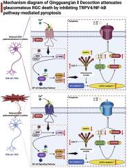 Qingguang’An II decoction attenuates retinal ganglion cell pyroptosis in glaucoma via inhibition of the TRPV4/NF-κB signaling pathway