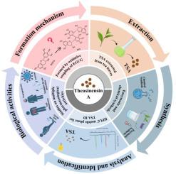Theasinensin A: Formation, preparation, and bioactivities of a promising functional polyphenol in tea