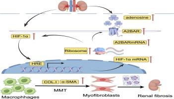 HIF-1α/A2BAR signalling pathway alleviates kidney fibrosis after ischemia–reperfusion injury by preventing macrophage-to-myofibroblast transition