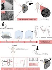 Exposure to low-dose CuO nanoparticles improves fear extinction memory and enhance intrinsic excitability in the infralimbic cortex of male mice