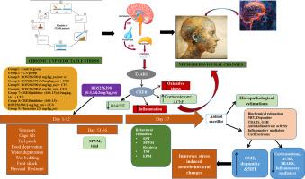 CREB-dependent neurobehavioral alterations via TAAR1 receptor modulation in a chronic unpredictable stress model