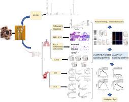 Magnoliae Officinalis Cortex volatile oil alleviated asthma via dual cAMP-mediated pathways: Anti-Inflammation and Bronchodilation