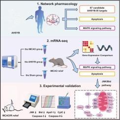 Integrating in silico and experimental approaches to uncover the anti-apoptotic effects of anhydrosafflor yellow B via JNK/Bid pathway in ischemic stroke