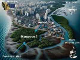 Squeeze of Brazilian subtropical mangroves from a Holocene and Anthropocene perspective