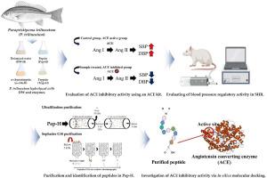 Blood pressure regulatory effect of enzyme-assisted hydrolysate from Parapristipoma trilineatum by regulation of angiotensin II and ACE: Identification of ACE inhibition through in silico molecular docking
