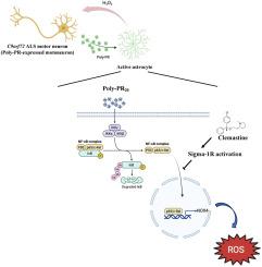 Sigma-1 receptor counteracts non-cell-autonomous poly-PR-induced astrocytic oxidative stress in C9orf72 ALS
