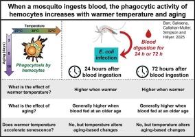 When a mosquito ingests blood, the phagocytic activity of hemocytes increases with warmer environmental temperature and aging
