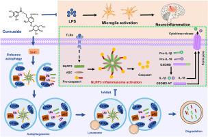 Cornuside ameliorates LPS induced cognitive dysfunction and microglial NLRP3 inflammasome activation by enhancing Sirt1-mediated autophagy