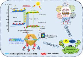 Full-spectrum efficient photocatalytic pollutant degradation via Cu-N bridged S-type heterojunctions interface and LME effect by single-Fe-atoms
