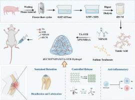 Multi-responsive injectable dECM hydrogel for sustained doxycycline delivery in osteoarthritis therapy