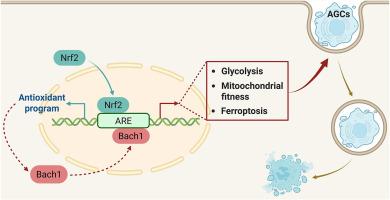 Nrf2/Bach1 axis regulates redox homeostasis and energy metabolism to optimize Sertoli cell-mediated efferocytosis