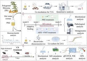 A novel cholesterol-reducing mechanism of polygonati rhizoma: Dual action via Bacteroides-mediated cholesterol sulfonation and feedback inhibition of ACAT2 by sulfated metabolite