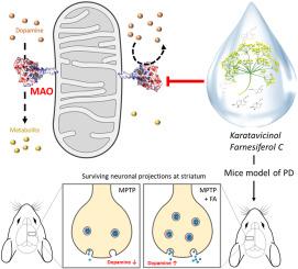 Activity-guided isolation of sesquiterpene coumarins from Ferula assa-foetida as monoamine oxidase inhibitors: Investigation on their therapeutic implications in a mice model of Parkinson's disease